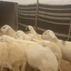 سواكن جبره للبيع مع الصلخ والتوصيل