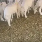 68ضان حريه معها17