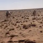 عشرا