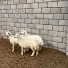 ذبايح فاخره حري نعيمي سواكن سعر مناسب