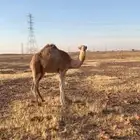 قعود للبيع