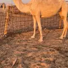 للبيع بكره لقيه عليانيه