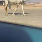 ضروبه كفو بداوه عسره جدامعزوله منها بنتتها