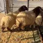 ذبايح ذبائح