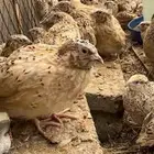 فري سمان جامبو