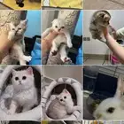 اوتيل قطط عناية علاج.