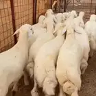 طليان تربيه مراح واحد اللي بيربي واللي عنده مناسبه بيذبح
