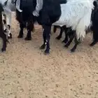 معزا