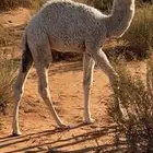 حوار تحت امه