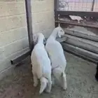 طليان ذبايح