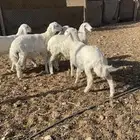 بهم حري