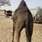قعود وبكره حقه