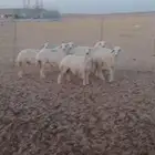 رخال نظيفة ضحايا تحت إشراف شاب سعودي