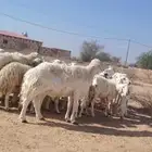 ضان حرش إمراح واحد دفيع ومضاريع ومشروطه من كل عيب