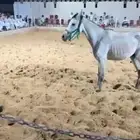 فرسين للبيع عربية شعبية