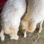 طليان للبيع مناسبات كفو بريه