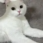 قطط للتبني