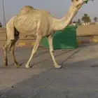 للبيع الضريبه المشروطه فحص سونار