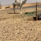 لقحه طيبه كفو وسره وعضم رفيع ولقحه علا حيسوني