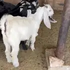 تيوس للبيع