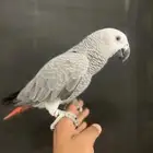 فرخ كاسكو اليف