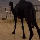 بكره عمر ثلاث سنين