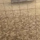 شبوك ومناقل غنم