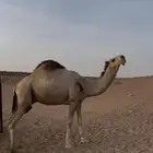 للبيع قعود جذع ضرابه الشتاء هذا
