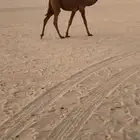 عشرا شعلا شعل ضروبه تحتها بكره مغتر