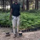 شتلات تمر حنا اسعار مميزه
