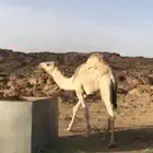 قعود العمر قريب من السنتين