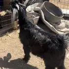 تيس للبيع