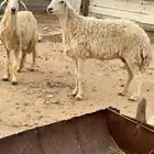 للبيع شياه حريات