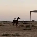 مهر واهو للبيع