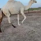 للبيع عشراء تحتها قعود ناقه وضحاء كفو البيع سمح