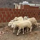 ضان مقاني
