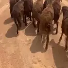للبيع سواكن حمري مرابي ( تم البيع جمله )