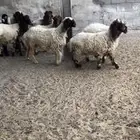 هرافا نعيم