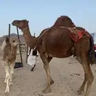 خلفه ساحليه فارعه تعبي ام 80 فل حليب منيحة