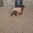 رخله. نعيم. طيبه. العمر حدود 6 اشهر. البيع 1250 ريال