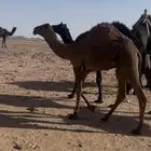 قعدان لبانيه عدد22 حدر امهاتها