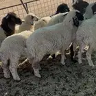 بهم نعيمي مهجن حري العدد 8 أعمارهم من شهرين إلى ثلاثه