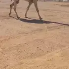 للبيع القعود الكفووو