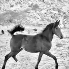 مهر للبيع شعبي