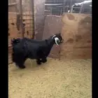 ذبيحه نظيف من مراحي