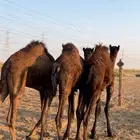 قعدان للبيع   3 مجاهيم كفو