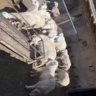 خرفان جمله وتجزئه