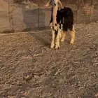 رخل ثنيه للبيع