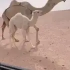 للبيع خلفه كفوو حدها قعود منيحه ماتحرك شرط