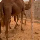 ناقة خلفه